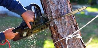 Best Tree Health Inspection  in Goodwater, AL