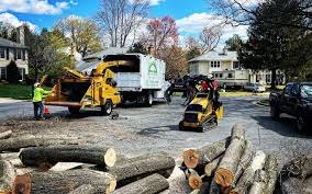 Best Storm Damage Tree Cleanup  in Goodwater, AL
