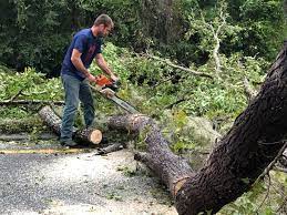 Best Tree Trimming and Pruning  in Goodwater, AL