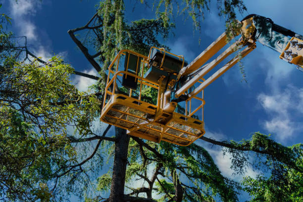 Best Fruit Tree Pruning  in Goodwater, AL