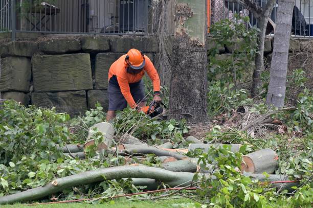 Best Tree Risk Assessment  in Goodwater, AL